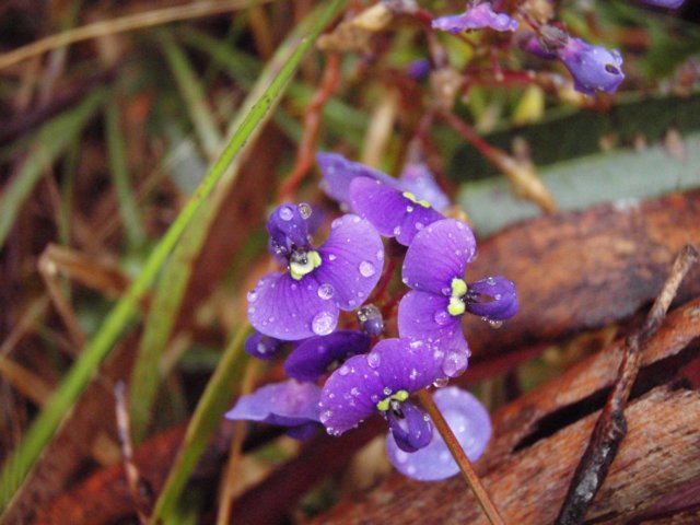 hardenbergiaviolacea.jpg