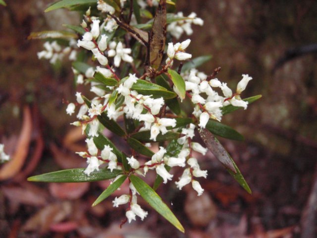 leucopogonlanceolatusvarlanceolatus.jpg