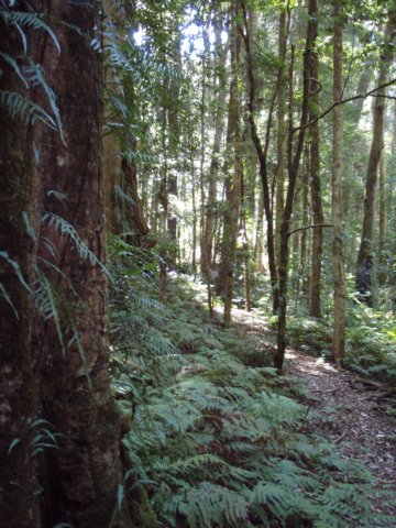 rainforestwalk.jpg