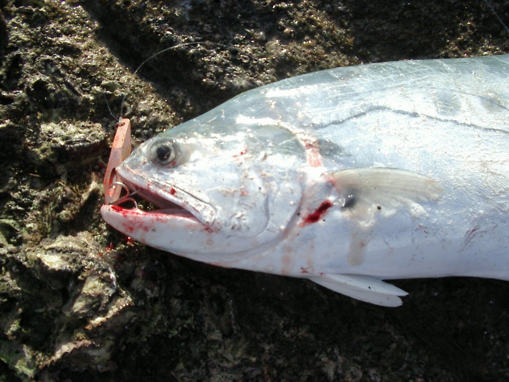 anotherqueenfishfromrocksnearwhitehaven.jpg