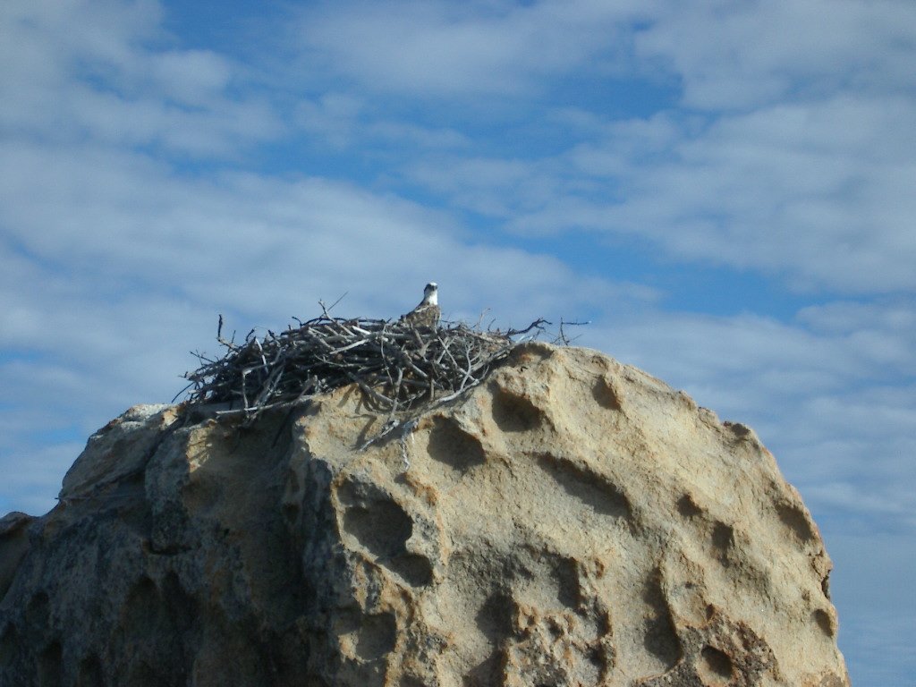 ospreyonnestnearcoastatbowen.jpg